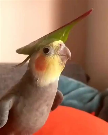 Adorable Zelda Bird Animation