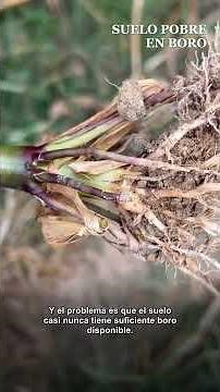 If your corn is lacking boron during flowering, the kernels will...