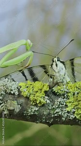 VERTICAL VIDEO, Close-up of Green praying mantis hunts and eats big butterfly caught. European mantis (Mantis religiosa) and Scarce swallowtail butterfly (Iphiclides podalirius). Macro shot