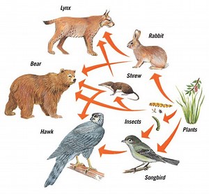 Food Web