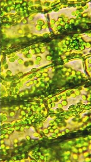 Exploring Quantum Biology | QG