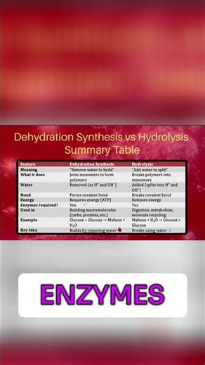 Dehydration Synthesis: Building Macromolecules Explained!