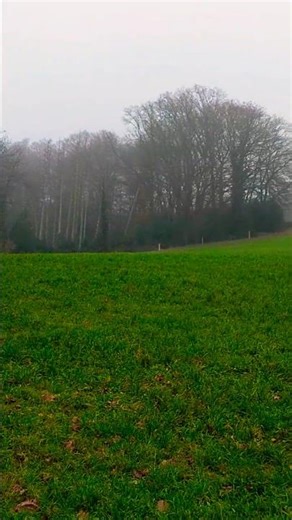 FOG IN THE FOREST 4K 🌫️ | NaturePowerOfficial #Shorts