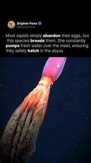 A rare encounter with a brooding deep-sea squid 🌊