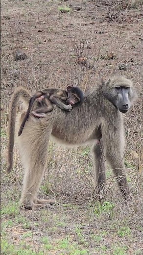 Tiny Baboon Rides Comfortably on Mom’s Back #wildlife #nature #safari