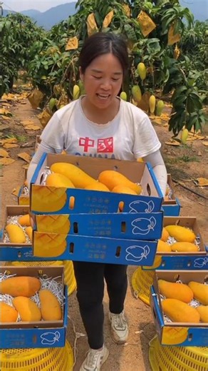 Fresh Fruit 🥭 #mango #agriculture​ #crops​ #fruit​ #farming​ #harvest​ #1m #farm​ #yummy​ #agro​