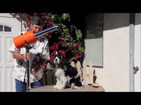 Cocker Spaniel Grooming - Part 5 of 7