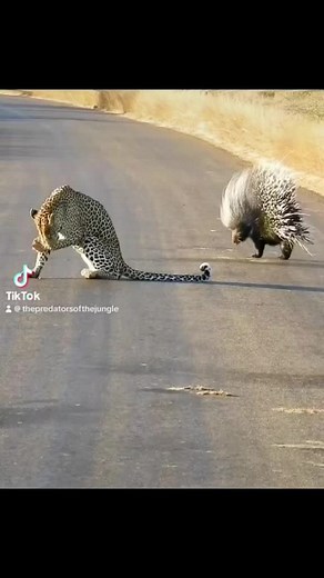 #wildanimals #leopard #porcupine #animals