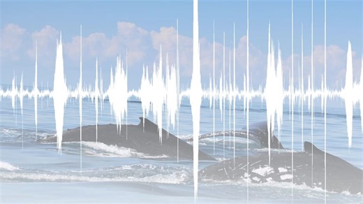Listen to the language-like structure of a humpback whale song. Supplied: Operation Cétacés.