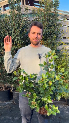 Saint-Amour création | Jardinerie & Fleuriste en Normandie on Instagram: "Ces 4 plantes sont de vraies alliées pour attirer les oiseaux et leur offrir un abri naturel : 🌿 Laurier tin: Floraison en hiver + petites baies, feuillage bien dense toute l’année. Les oiseaux y trouvent à manger quand il y a peu de ressources… et un super refuge pour se cacher. 🌿 Elaeagnus: Arbuste robuste, feuillage épais, parfait en haie. Il protège du vent et des prédateurs, un endroit idéal pour nicher en sécurité.