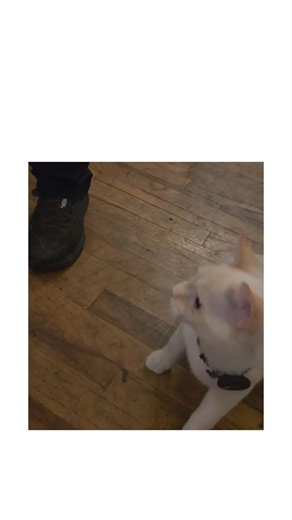 When we found Sonny, he was a filthy, sick little kitten in need of medical care and a safe place to heal. Today, Sonny is thriving in his forever home with his brother, Dizzy, and his best friend, Grandpa, whose shoulder is his favorite place to perch on. Thank you for giving Sonny and cats like him the life they all deserve. 🐾 | Flatbush Cats