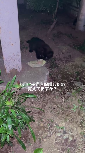 黒猫キソラ(ノア)の心疾患と水腎症の闘い