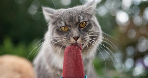 4 friandises pour chat à faire soi-même pour cet été