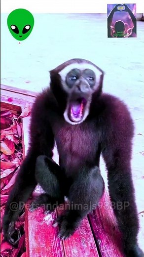 Gibbon monkey Sounds #gibbon #animal #monkey #shortvideo #shorts
