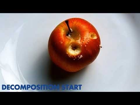 How Long Does It Take for Insects to Eat an Apple? | Apple Decomposition Time-Lapse