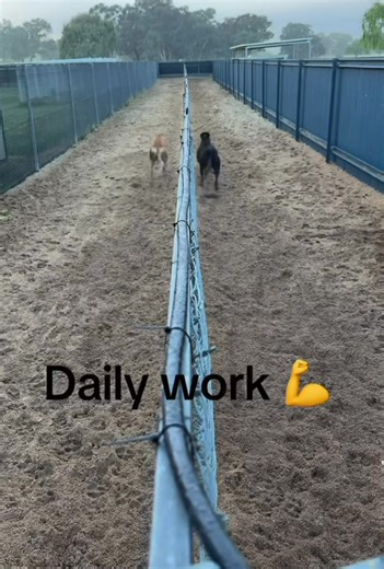 🐾 Competition runs = happy hounds! 💪 Our greyhounds live for these moments — fit, focused, and loving every stride. The antis will never get how awesome their training and care really are. 💙 A stunning set-up at Brewer Greyhound Kennels 🥰 #ProudToRace #GreyhoundRacing | THE GREYHOUND GIRL