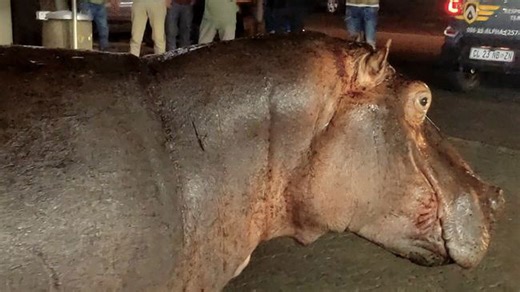 Hippos Take Over Streets of Popular Tourist Destination