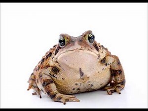 【蛤蛤】江泽民Rap 鸟之诗