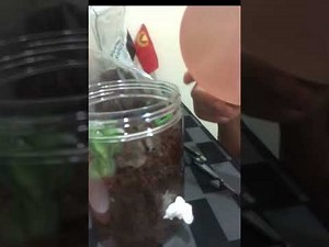 How to make a Cheap,Easy and Simple Ant Farm