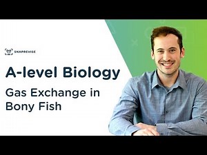 Gas Exchange in Bony Fish Video Lecture | Biology A-Level - A Level