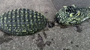 Floating Alligator, 3 Segment Floating Alligator, Plastic Fake Pool Accessories for Garden Pool, 32.9inch