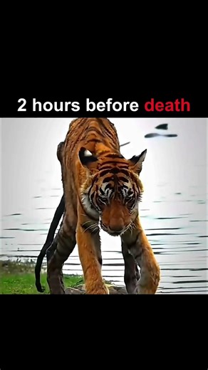 Venomous snake v/s tiger‼️🤯 #youtube #shorts #viral