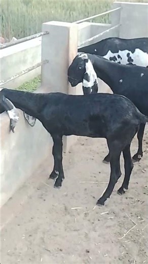 #whitegoat the video #goatfarming the video #beautifullgoats the video