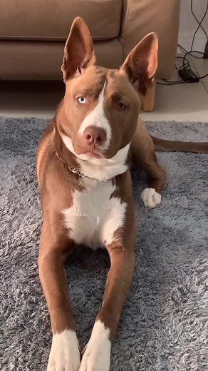 Adorable Pitsky Dog TikTok Compilation