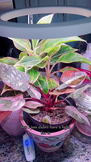 All about grow lights! 💕 #growlights #plants #planttok #planttiktok #planttips Which grow lights to get Full spectrum grow lights Halo grow lights Plant grow lights