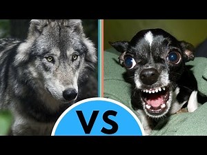 Dog vs Wolf Differences