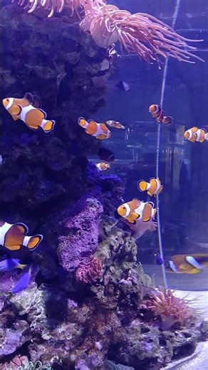 Real-Life Dory & Nemo 🐠✨ | Clownfish at Valencia Oceanogràfic #Shorts