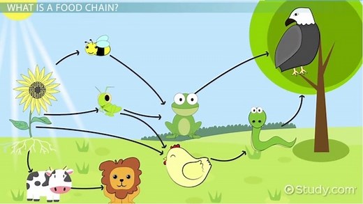 Grassland Food Chain & Food Web | Definition & Examples