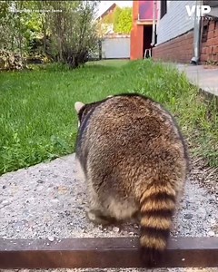 Hope this raccoon compilation make your day~ Watch more pets videos here: 👉 https://bit.ly/2CfjAFt =========================== Sponsored by: Jio Concepts Print all your sales and marketing needs with Jio Concepts ! =========================== 🌈🌈🌈 We provide social media management services, kindly pm us for details. 🌞🌞🌞 #KitaGangVIP #VIP #VIPmag #VeryImportantPet #magazine #VeryImportantPetMagazine #puppy #kitten #pet #dog #dogsofinstagram #cat #catsofinstagram #furkids #Malaysia #animal 