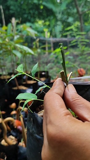 Lemon grafting tips EP137 #grafting #lemontree | GardeningFruit