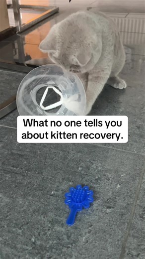 Caring for Your Kitten After Castration: 24-Hour Guide