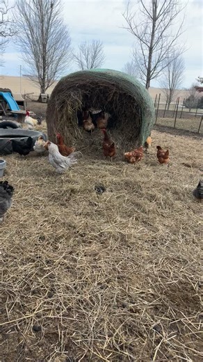 Charming Mini Donkeys in Daily Farm Life