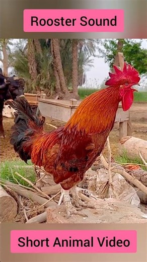 Strong Rooster Crowing Sound | Real Farm Animal Voice #shorts