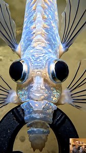 Nature’s weirdest pilot just earned its wings. #UnderwaterMagic #FishVsDrone #MarineWonders #OceanVibes | Mindframe Studios