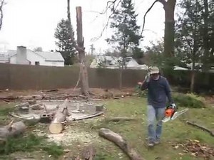 Der dümmste Baumfäller......