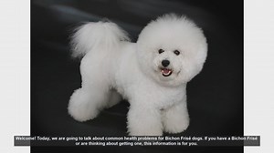 Common Health Problems in Bichon Frisé Dogs