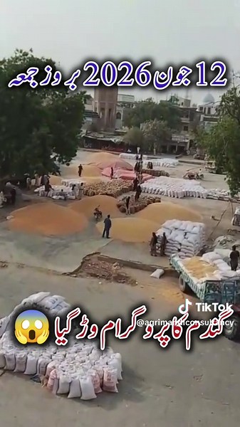 AJ ka Makai and Gandam ka rate, Today wheat and maize prices in Pakistan, Gandam and makai rate gallahmandi Punjab Pakistan, #wheat #makairate #gandamrate #maize #kisaan