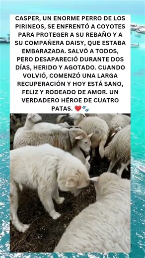 🐾❤️ Casper: El perro que lo arriesgó todo por su familia
