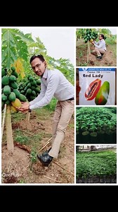 Assalam e bonjour mo ban cam planter papaya red lady pass get moi met zot prix prend ale 59488846 | Munir Nobeebux | Facebook