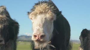 Furry cow and cub eating in the valley - Free Stock Video