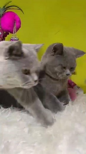 KUCING PESEK NUNU CATTERY USIR SETAN #kucinglucu #kucingsetan #kucinggemoy