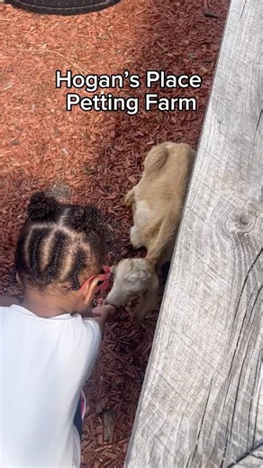 Fun Day at the Petting Farm