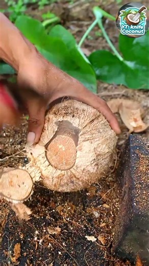 Rotating technique! Removing the coconut from its shell