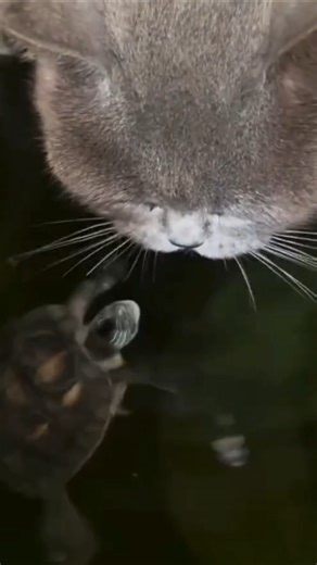 CAT VS. TURTLE!!|#shorts #cat #turtle #funnyvideo