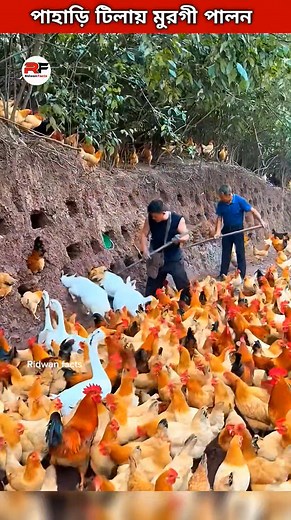 365K views · 2.7K reactions | Raising chickens on the hilltop #fblifestyle #farmers #hiltop #chicken #farming #eggs #ridwanfacts #chickenfarmer | Ridwan Facts | Facebook