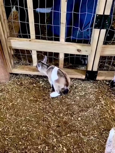 adorable baby lambs and their playful antics